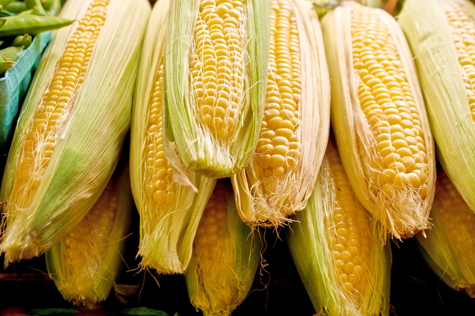 Market corn on the cob via Storyblocks